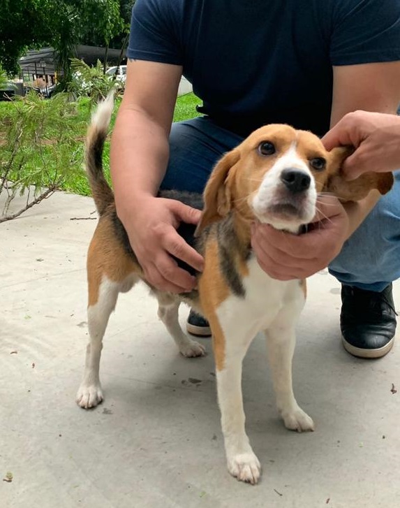 Unicanal's tweet photo. ¡Perrito perdido en zona del canal!

🔎Buscamos a su dueño.

🔹Es de raza Beagle.
🔹Está en las instalaciones de Unicanal y Trece, sobre Comendador Bo y Guaraníes, Lambaré.

🔁RT hasta encontrar a su dueño.

#Unicanal📺 https://t.co/rydg8BthY5