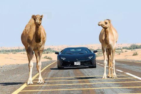 camel_finance's tweet photo. @cryptobull35 @DogelonMars Camel Finance is the next revolutionary Defi project on BSC! 🚀 🚀 🔥 🔥 💯 
100% - Liquidity Locked 🔒 
100% - Community owned 🫂 
3% Rewards to holders 💸 
5% Auto Liquidity ✅ 

Website : https://t.co/gA14XVR4EF

Token Address : 0x3443716b17fb346a8b4cc49acab3ac7a97581d32 https://t.co/LR1egyILrw