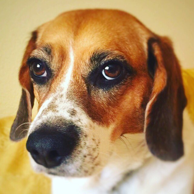 BridgetBeagle's tweet photo. @dog_rates @budweiserusa Bunny would look great on a can, and everyone likes beagles! #PupweiserContest @budweiserusa https://t.co/dlX0kWCXeL