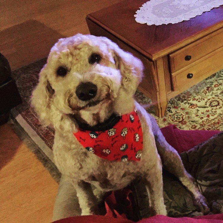 brittanylea's tweet photo. I miss you King Gus…#rip #loveyou https://t.co/BI7Eclc60D
