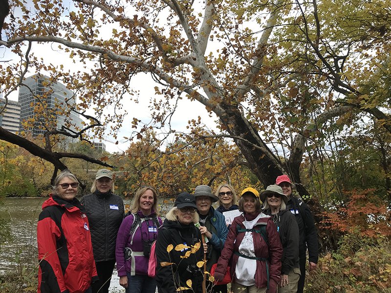 Grandmother Sycamore on the Theodore Roosevelt Island shoreline is resplendent on an autumn morning after rain.  
#forestbathing #foresttherapy #forestlovers #natureescape #cityoftrees #tree_lovers #treephotography #naturalist