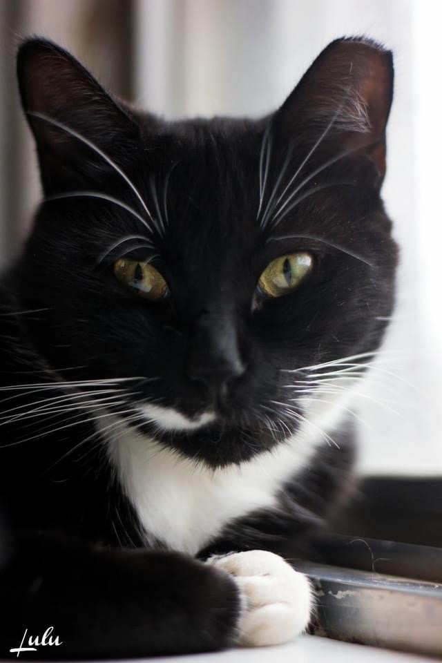 MtlARN's tweet photo. Beautiful lady Lulu was returned during the pandemic 💔
But soon she’ll be ready to bless your home with love, happiness and joy 😻 https://t.co/howSTneC1u