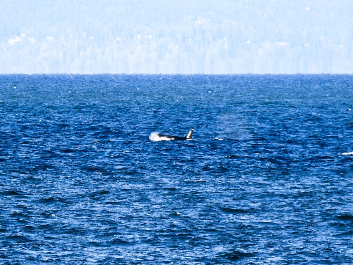 akradishboffo's tweet photo. I took advantage of the sunny weather to go birding and instead saw Orcas 🤷 #NeckPoint #Nanaimo https://t.co/Du1OxBK30w
