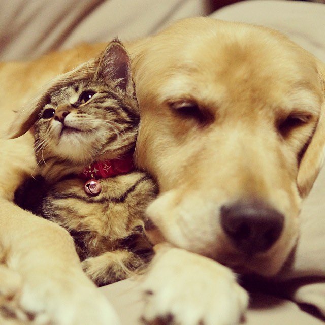 dogboyryding's tweet photo. https://t.co/qAipYDIATC