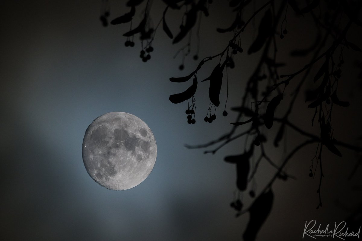 rachrichphoto's tweet photo. A few early shots of the November Beaver moon that will peak on Thursday. #ShareYourWeather #beavermoon #novemberfullmoon #moon #moonphoto #ThePhotoHour #Ontariocanada #kawarthalakes https://t.co/IldkU1Tmjb