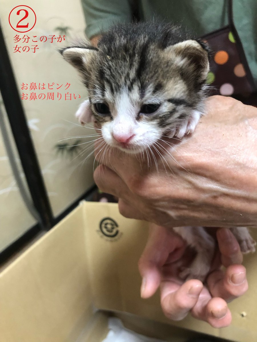 tsukinoshippo's tweet photo. 大きくなったなぁ
①テテ
②ソラ https://t.co/m5KHNculNQ