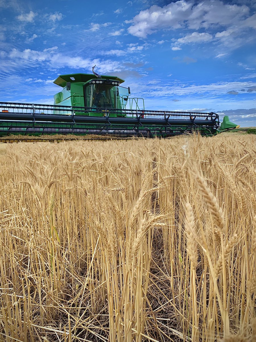 DiegoDiegosmo's tweet photo. Por acá se arranco con el trigo 🌾 https://t.co/q6iLO7tD0e