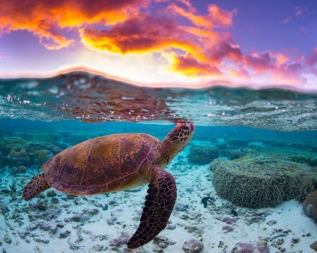 TheOkapiProject's tweet photo. Sea turtles are a global, migratory, air-breathing reptile of the order Testudines and of the suborder Cryptodira.

They are dope and also going extinct. Follow us to learn how to help sea turtles! https://t.co/TfN8uFsWxm