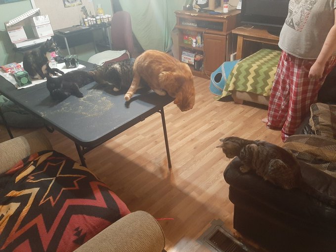 Our home has cats, catnip, and chaos #cats #catnip #catsoncatnip https://t.co/itH0z8ncy4<a href="/tag/cats"class="tags">#cats</a><a href="/tag/catnip"class="tags">#catnip</a><a href="/tag/catsoncatnip"class="tags"><span>#catsoncatnip</span></a>