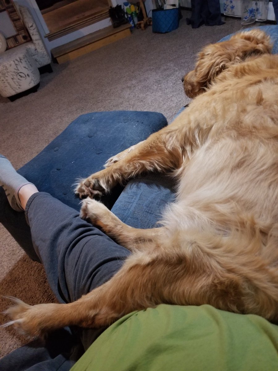 JessStephens79's tweet photo. He's willing to share space on the couch, but not much. That's ok... I love those little #GrinchFeet so I don't mind them being on me. #BentleyBluethegolden #couchhog
#takingovermyspot #cuddlebuddy https://t.co/ySnVi1zuuw
