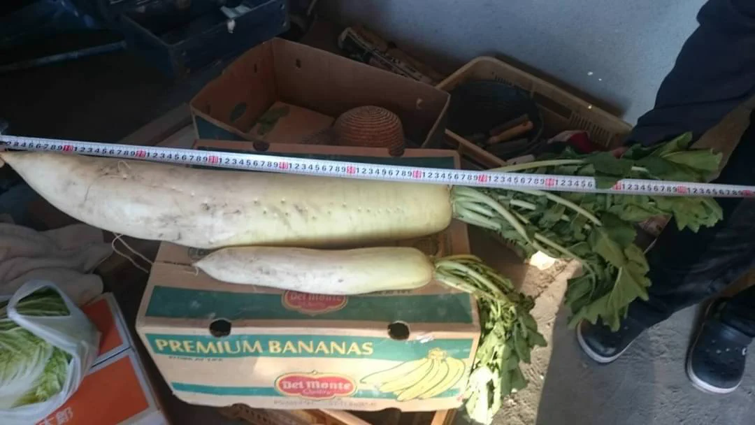 @noukanoyosasan ヘンテコでは無いですけど数年前に実家で取れた巨大大根です！
地元新聞にも掲載されたご立派な1本！ 