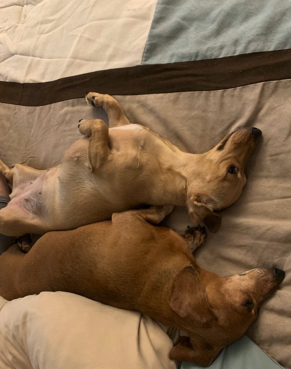 Two of my sweet wiener doggies!  I have three!