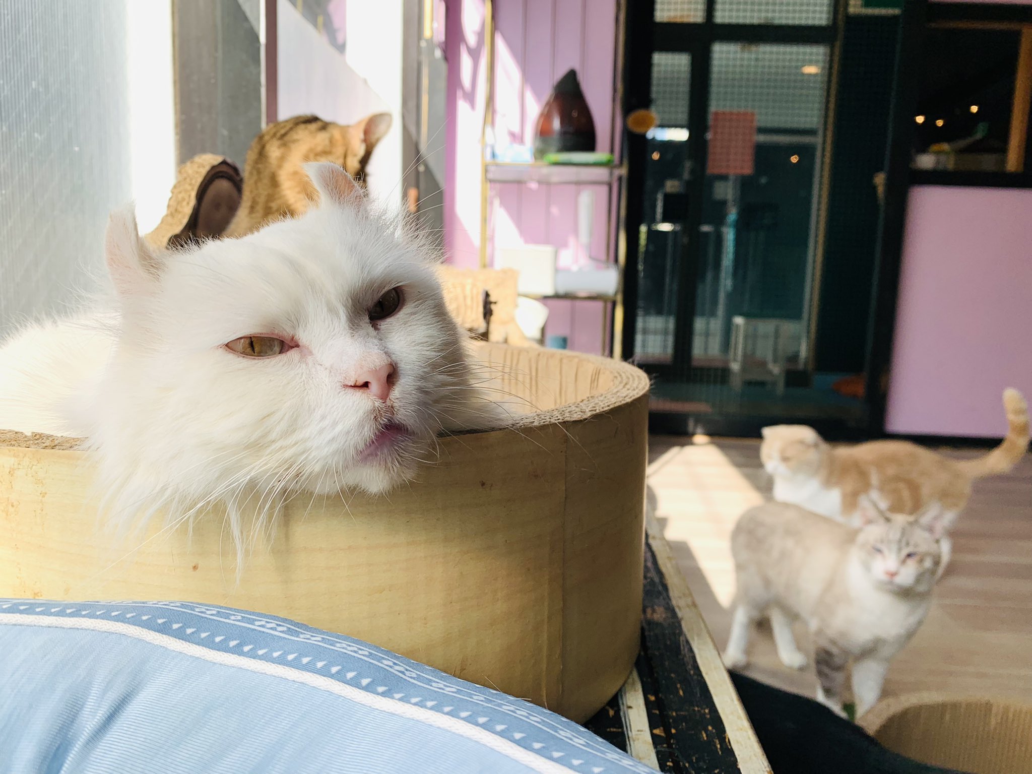 神戸 猫カフェねこまみれ Mscwfai7rcybnw0 Twitter