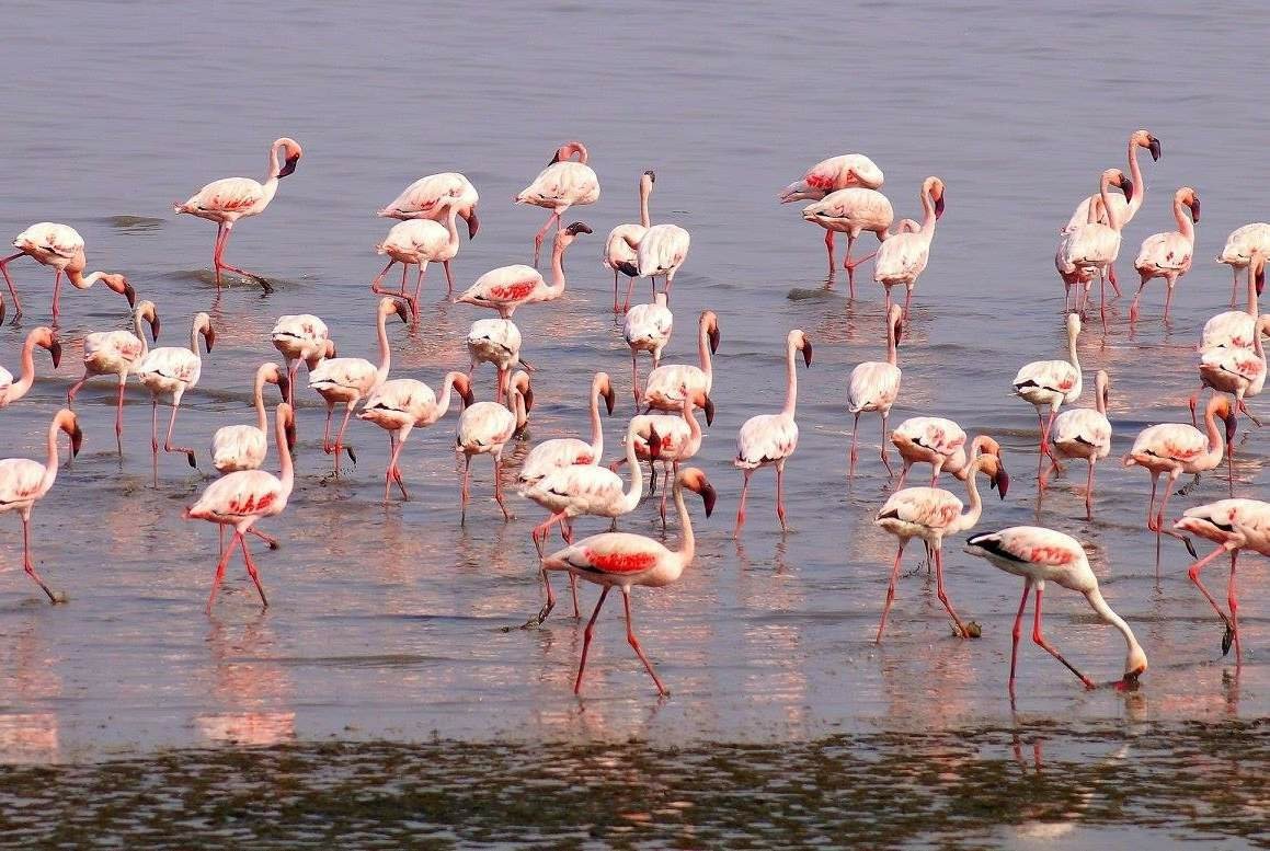 Mitu_2013's tweet photo. Here is mine click @MonaPatelT ma'am. #Flemingos at #Mumbai 🦩
Thanks for the information regarding beak str. https://t.co/szAQr1LQ4C