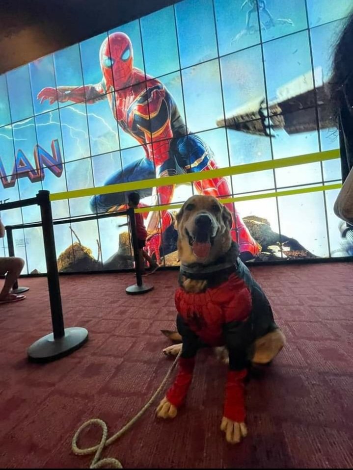 Deepaso's tweet photo. Como puedo amar y odiar tanto a un ser vivo...
Te envidio cachorrito!
#SpiderManNoWayHome https://t.co/UgaEq6BJOP