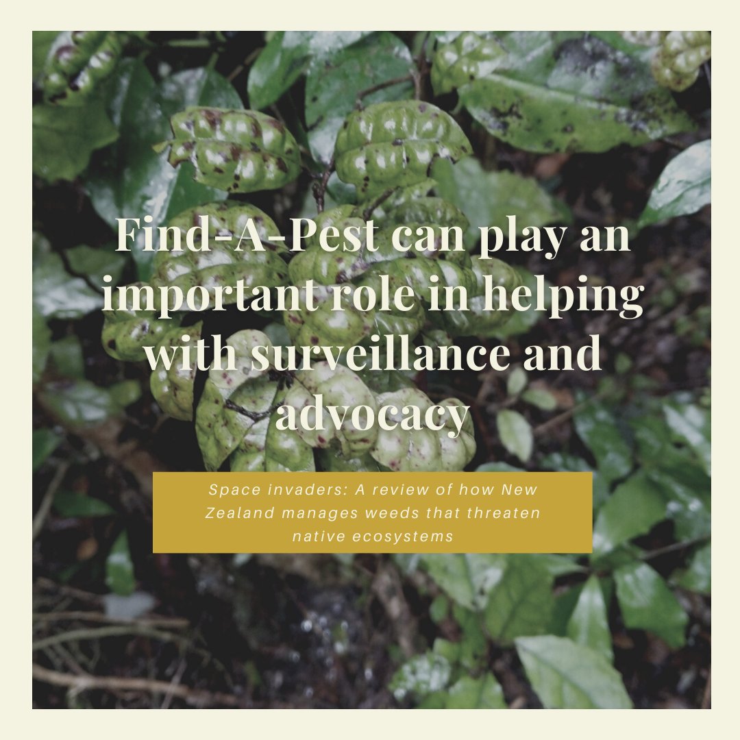 FindNz's tweet photo. The Parliamentary Commissioner for the Environment has release a report on the management of weeds in NZ
#weedsnz #findapest https://t.co/sqgzuNTyT8 https://t.co/VQWC8qyvQl