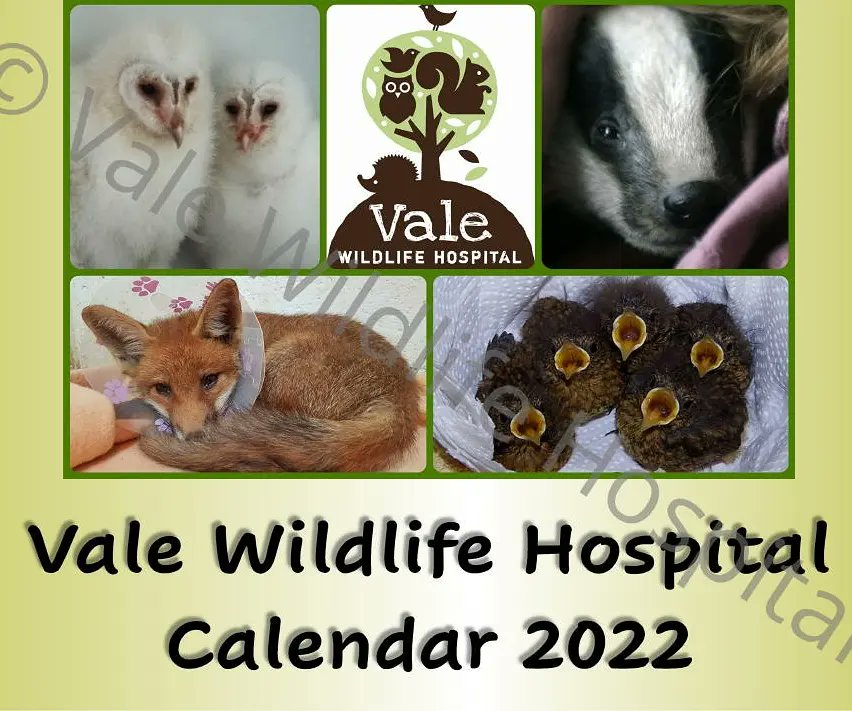 Our very own calander available whilst stocks last in our Ebay shop. £7:50 +p&p. Link in our bio.
Order yours today Great #Christmas gift
#wildlife #wildliferehab #wildlifecharity #britishwildlife #wildlifehospital #charity  #wildlifeorphans #animalhospital #wildliferescue