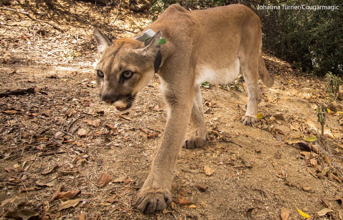 Cougar Conservancy tweet media
