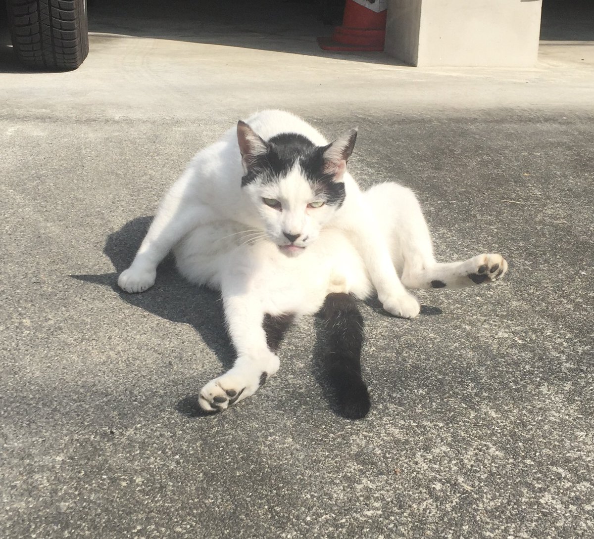 HIROMORITATOKYO's tweet photo. 語学学習に完璧な正解は無いと思う😄
自分の性格に合った学習方法を学ぶ事が語学学習の近道だわ
少しずつやり方を変え、アップデートしていきましょう!
写真は近所の気分屋の猫
#gato #chat #mao #kazte #kedi #고양이 #বিড়াল #बिल्ली #猫 #Кот #قط #Kat #Katt #Paka #แมว #Kissa https://t.co/p1Pbn0RMh3