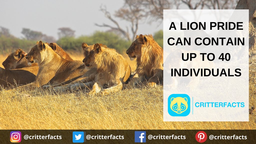 critterfacts's tweet photo. And they can be as small as two lions!
.
.
.
#critterfacts #critter #facts #lion #lions #pride #prideoflions #group #cat #bigcat #safari #wildlife #cuteanimals #animalfacts #suprisingfacts #didyouknow https://t.co/t0DCKwJlL0