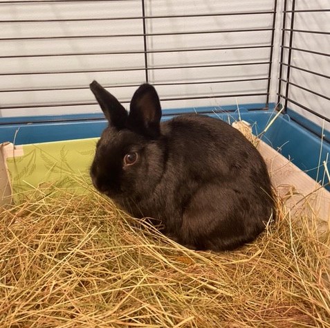 RSPCAHerefordshire (@rspcahereford) on Twitter photo Pepper is a very sweet, young male Netherland Dwarf #bunny. He's looking for a neutered lady bunny for love and companionship, preferably indoors.
If you can give Pepper the #home he needs, contact us on 03003301451 or rspcahereford@yahoo.co.uk
#rehoming #Adoption Pepper is a very sweet, young male Netherland Dwarf #bunny. He's looking for a neutered lady bunny for love and companionship, preferably indoors.
If you can give Pepper the #home he needs, contact us on 03003301451 or rspcahereford@yahoo.co.uk
#rehoming #Adoption
