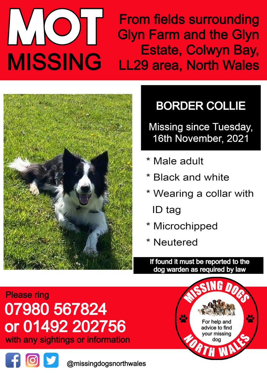 missingdogsnorthwales tweet media
