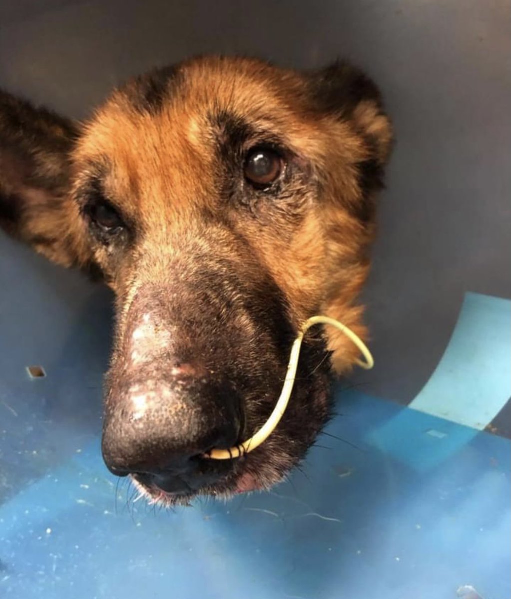 reddogsusie's tweet photo. 🔴UPDATE ON MACY
Please read full update on poor Macy below. Thank you to PAWS NE &amp; everyone on Twitter who has donated for her medical care. She still needs donations for ongoing care so if you can help, rescue info is on the tweet below. Thank you again ❤️ #MASA9412 https://t.co/nYZNOx8EQ9