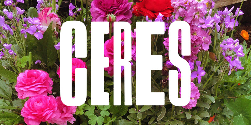 CERES in November | A meeting of the trees - mailchi.mp/ceres/ceres_no…

85% of the Earth’s trees got together last week at COP26, to pledge to reduce carbon emissions. Represented by 100 humans, the trees acknowledged their role in preventing global heating.