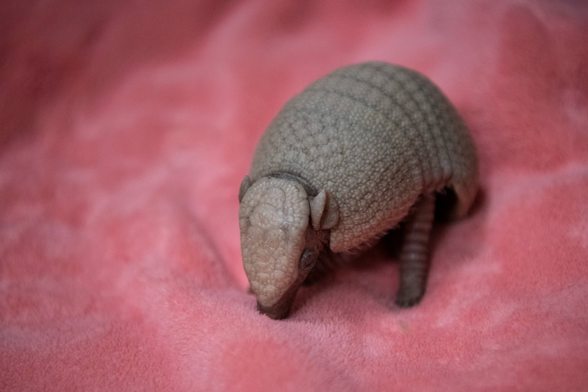 PtDefianceZoo tweet picture