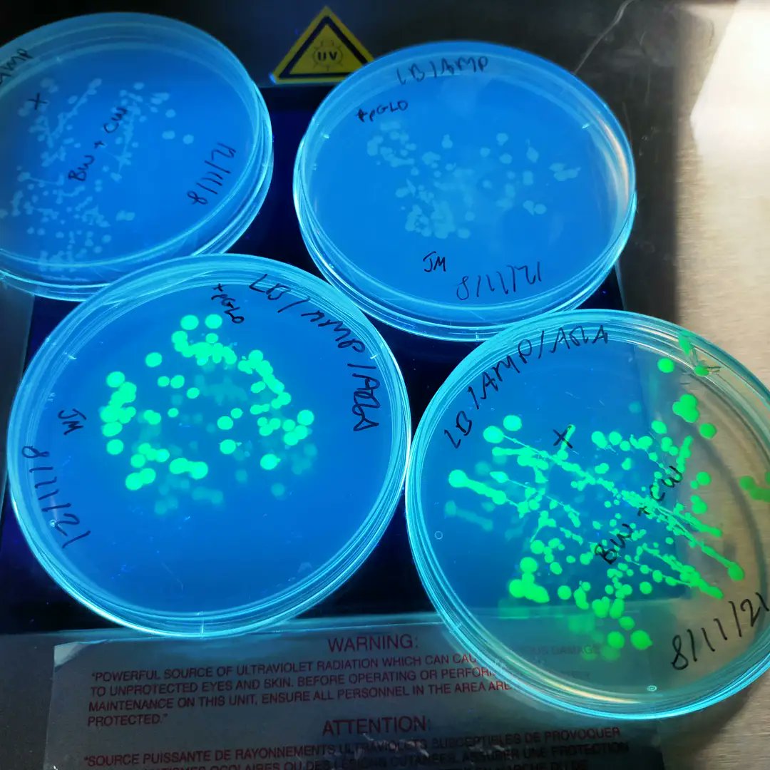 UoCMedSci's tweet photo. Another great #MD5028 Advanced #microbiology practical today! 

Thank you @NaviPalanisamy @KristinaRandle5 and Dr Ioanna Myrtziou-Kanaki!

If you were dying to know how last week's bacterial transformation went, take a look at the last picture!

@uochester #CMSTechTeam https://t.co/en8edQUmSt