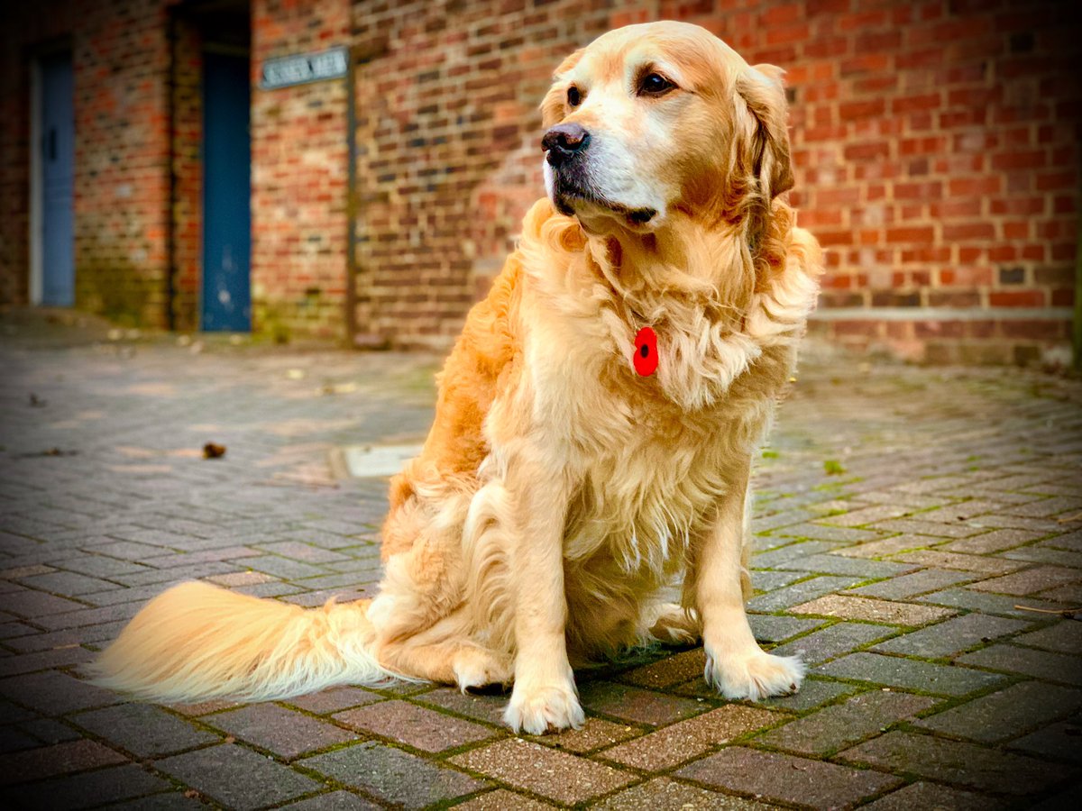 PipTheDog5's tweet image. 🏛🐶🏛

Here I am, just loving life!

Please retweet if you love Golden Retrievers. 🙏 

#GoldenRetrievers 🐕😀🐾 #dogsoftwitter