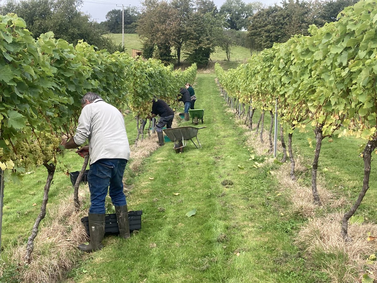 Harvest 2021 was a cracker at Sutton Ridge with a long and slow ripening period resulting in fantastic flavours in the fruit. We cannot wait to try the wines in the spring #winesofthewestcountry #suttonridgevineyard #yeovalley