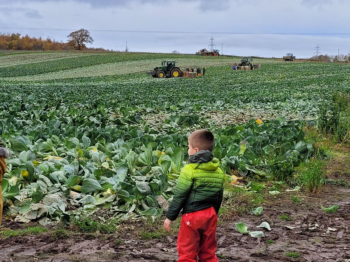 OrmistonPrimary's tweet photo. We watched the farmer harvesting the cabbages #ormistonnursery https://t.co/6GRjn772Ea