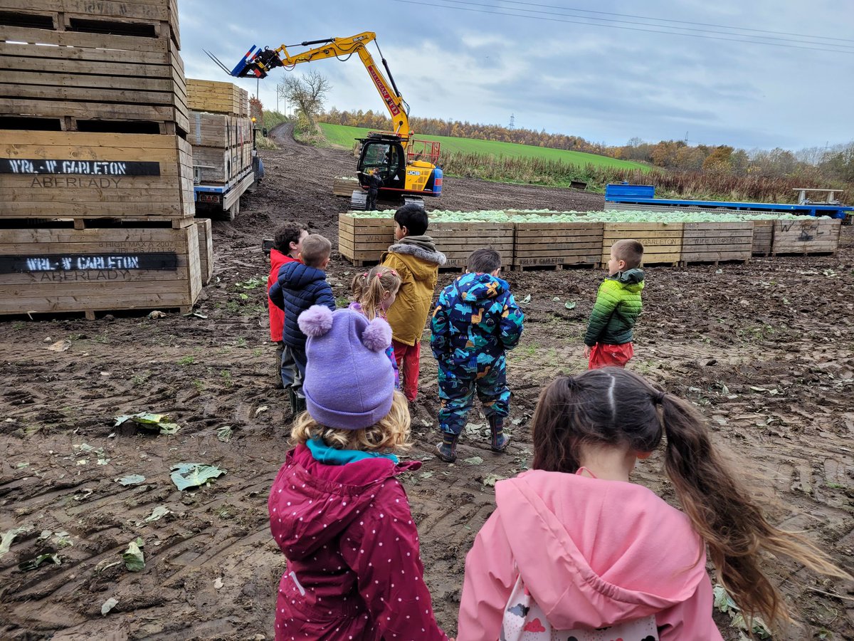 We watched the farmer harvesting the cabbages #ormistonnursery