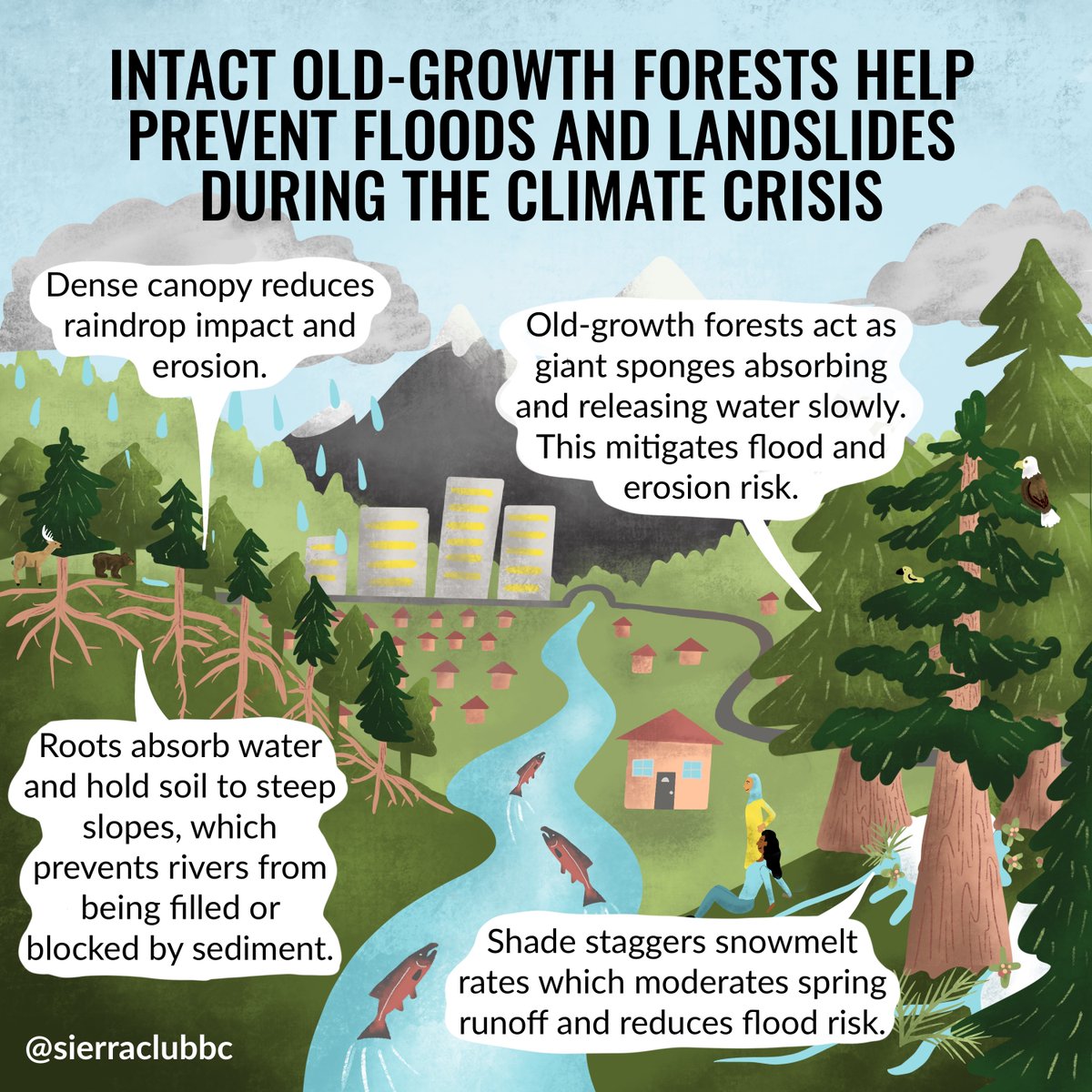 SierraClubBC's tweet photo. This means governments can mitigate climate-related disasters like #flooding &amp; #landslides by protecting &amp; restoring #IntactForests before the #ClimateCrisis worsens 🌧️
Take action➡️  https://t.co/pjZnIbYapG
Read the report ➡️ https://t.co/QSCOijWwmr
Check out our infographics ⬇️ https://t.co/pRPoqGjBTR