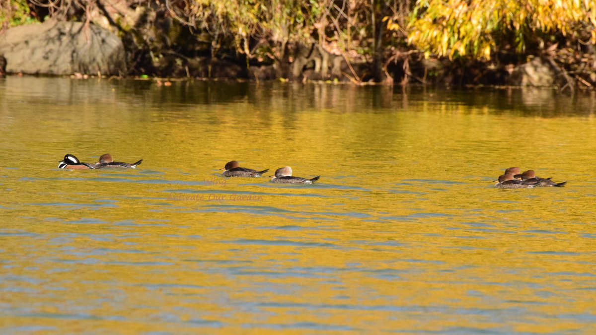 OurActivate's tweet photo. #fallarrivals #fallmigration
Hooded Mergansers arrived at multiple locations in #Queens this week. Yay!
#birdwatching #wildlife #NaturePhotography #nature @BirdQueens https://t.co/VnXjHGCAGH