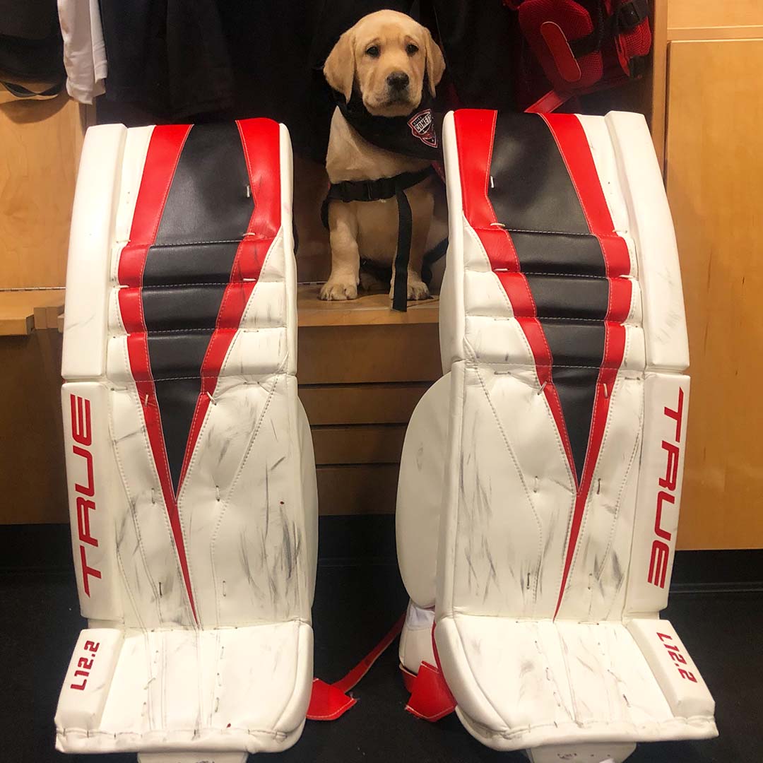 Hi! I'm Comet! 

We are proud to partner with <a href="/FreedomGuideDog/">Freedom Guide Dogs</a> to help raise and train Comet as a working guide dog for the blind and visually impaired.

You can find him on instagram at @uticacometspup_comet