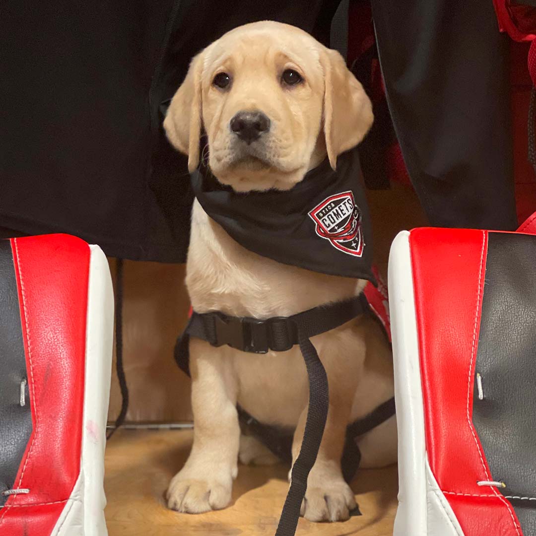UticaComets's tweet photo. Hi! I'm Comet! 

We are proud to partner with @FreedomGuideDog to help raise and train Comet as a working guide dog for the blind and visually impaired.

You can find him on instagram at @uticacometspup_comet https://t.co/BLnZwVbI6p
