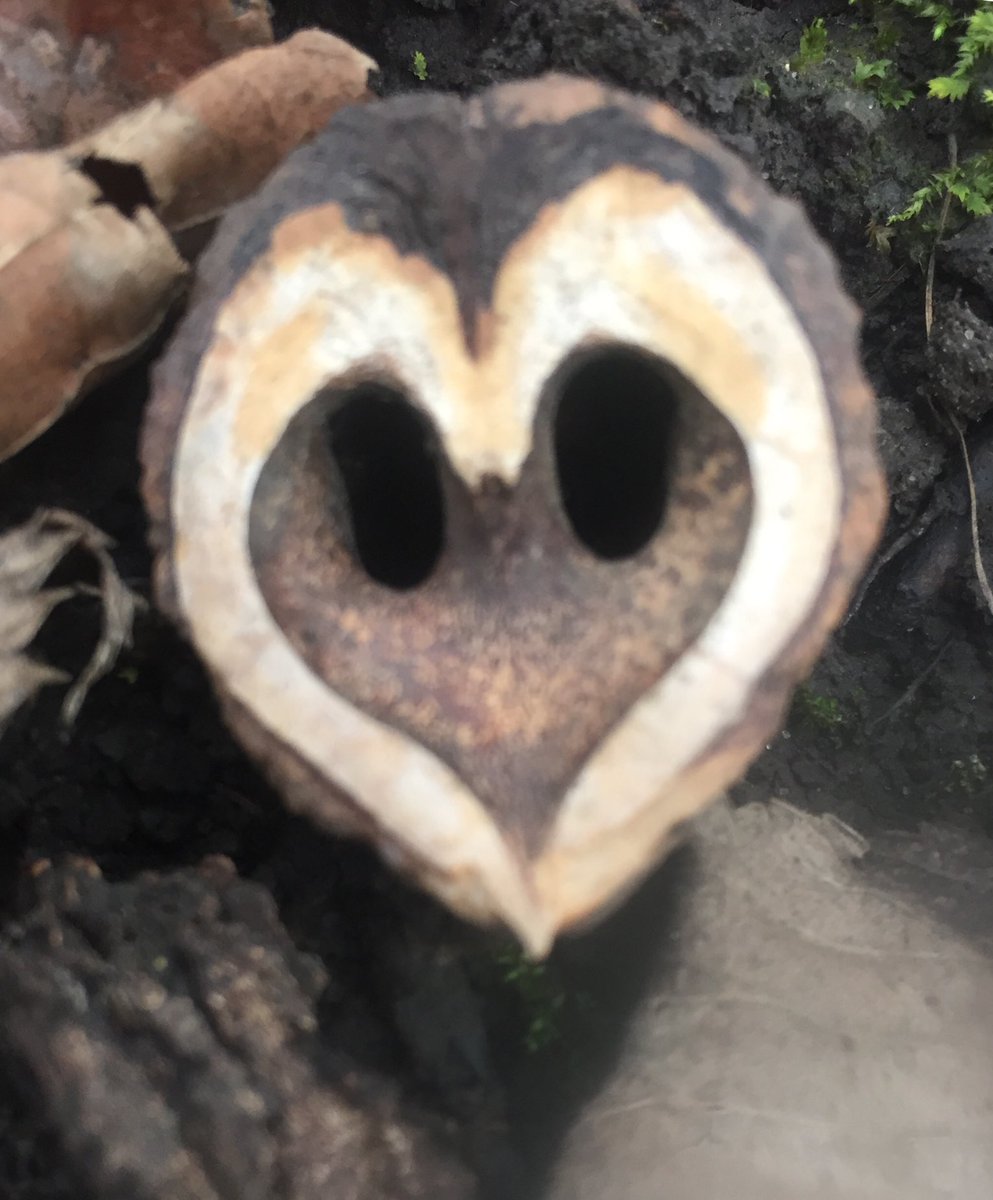 PBWeiss's tweet image. Not sure what kind of but this is but it caught my eye today.