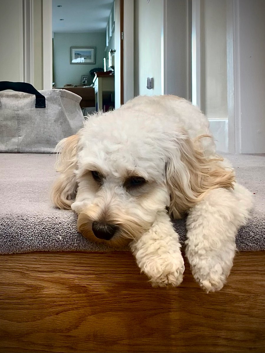 cockapoodledoo's tweet photo. I will just wait here for Dadda to come home. https://t.co/E9lZovLIfD