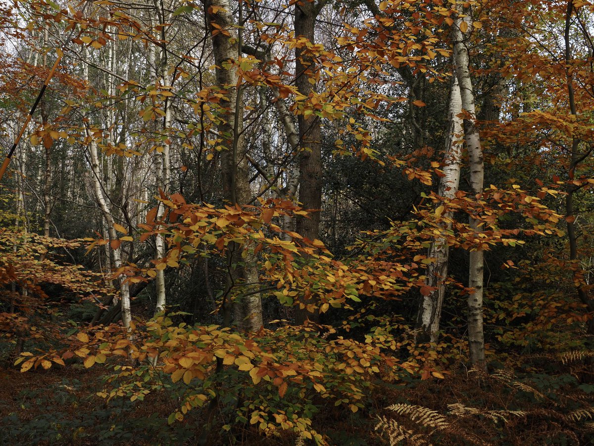 suerob50's tweet photo. A few from #Slaugham today, quickly edited on my #ipad. Lovely to stand and watch the Beech leaves falling around me on such a beautifully sunny morning. #Beech #woodland #Sussex https://t.co/ncGJFboynk