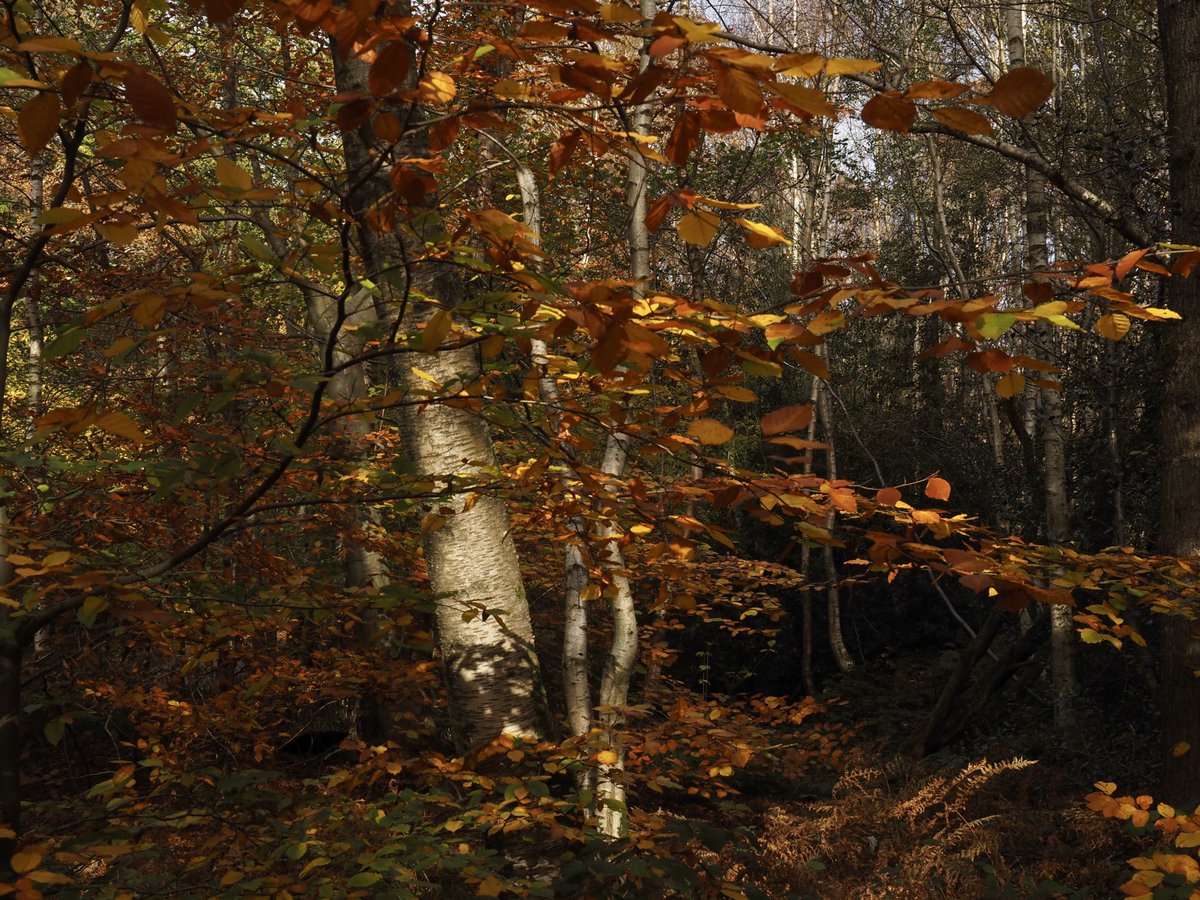 suerob50's tweet photo. A few from #Slaugham today, quickly edited on my #ipad. Lovely to stand and watch the Beech leaves falling around me on such a beautifully sunny morning. #Beech #woodland #Sussex https://t.co/ncGJFboynk