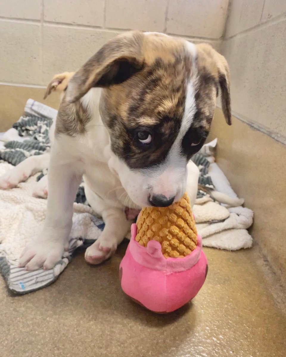 We don’t have the heart to tell Rumbo that’s not how you eat an ice cream cone 🤪 Who wants to break the news to him? #spcawake #adoptme #animalrescue #rescuedogsrock