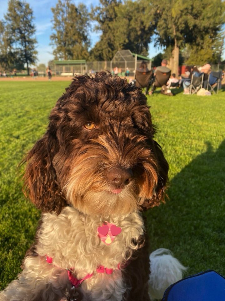 AmberGoodell211's tweet photo. @DisneyFoodBlog Here’s Belle! https://t.co/OOuvCXxE1Y