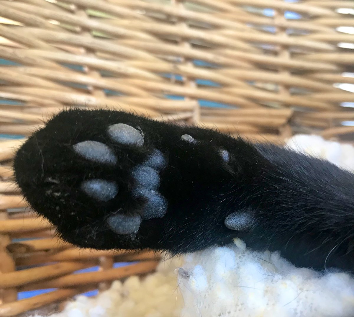 KushPanfur's tweet photo. @CzosekRf donts feels alone, no ones be alone on twitter cause you gots your furends ❤️heres holds my paw and you wonts be afraids or alone https://t.co/GA7PmFnvgv