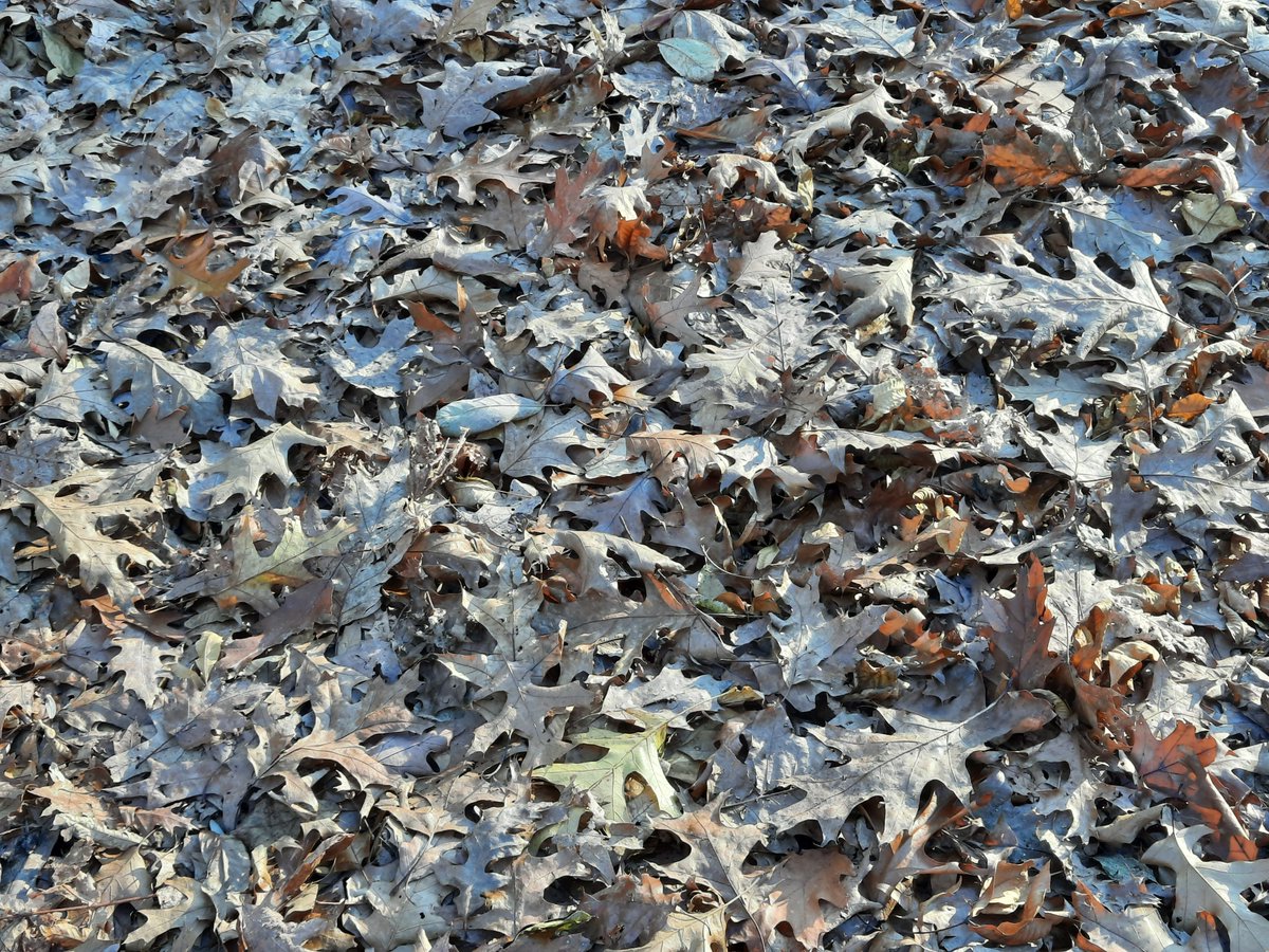 RobVaughnNews's tweet photo. Fall.  That smell.  
Not many things that are dying smell good.  
But fall leaves -- a death and decay that is sorta pleasing.  One expert calls it a "musky-sweet" smell.  
Agree? 
#Fall2021 #AutumnAroma #LeavesInTheParkingLot https://t.co/0b24znItki