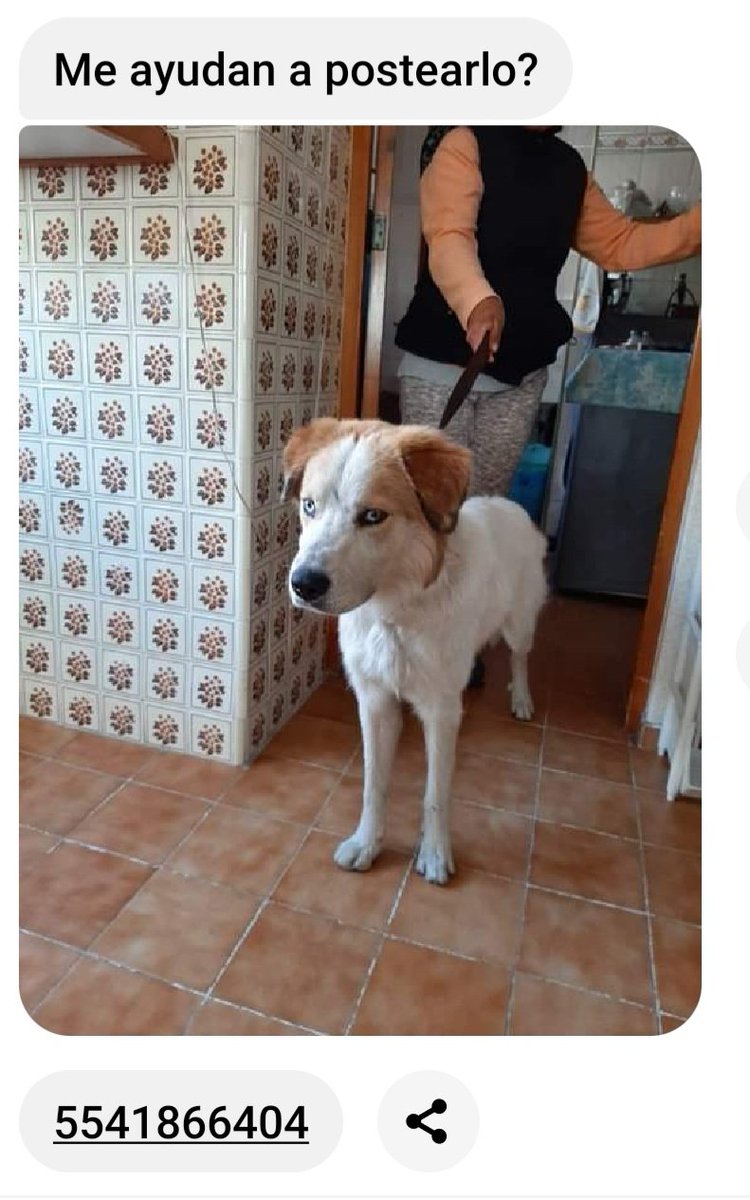PerrosPerdidosMx (@prrosperdidosmx) on Twitter photo #Encontrado 16 nov 21 en Bosques de las Lomas. #CDMX <a href="/MexLibre_MH/">MexicoLibre MiguelHidalgo Alcaldia</a> #Encontrado 16 nov 21 en Bosques de las Lomas. #CDMX <a href="/MexLibre_MH/">MexicoLibre MiguelHidalgo Alcaldia</a>