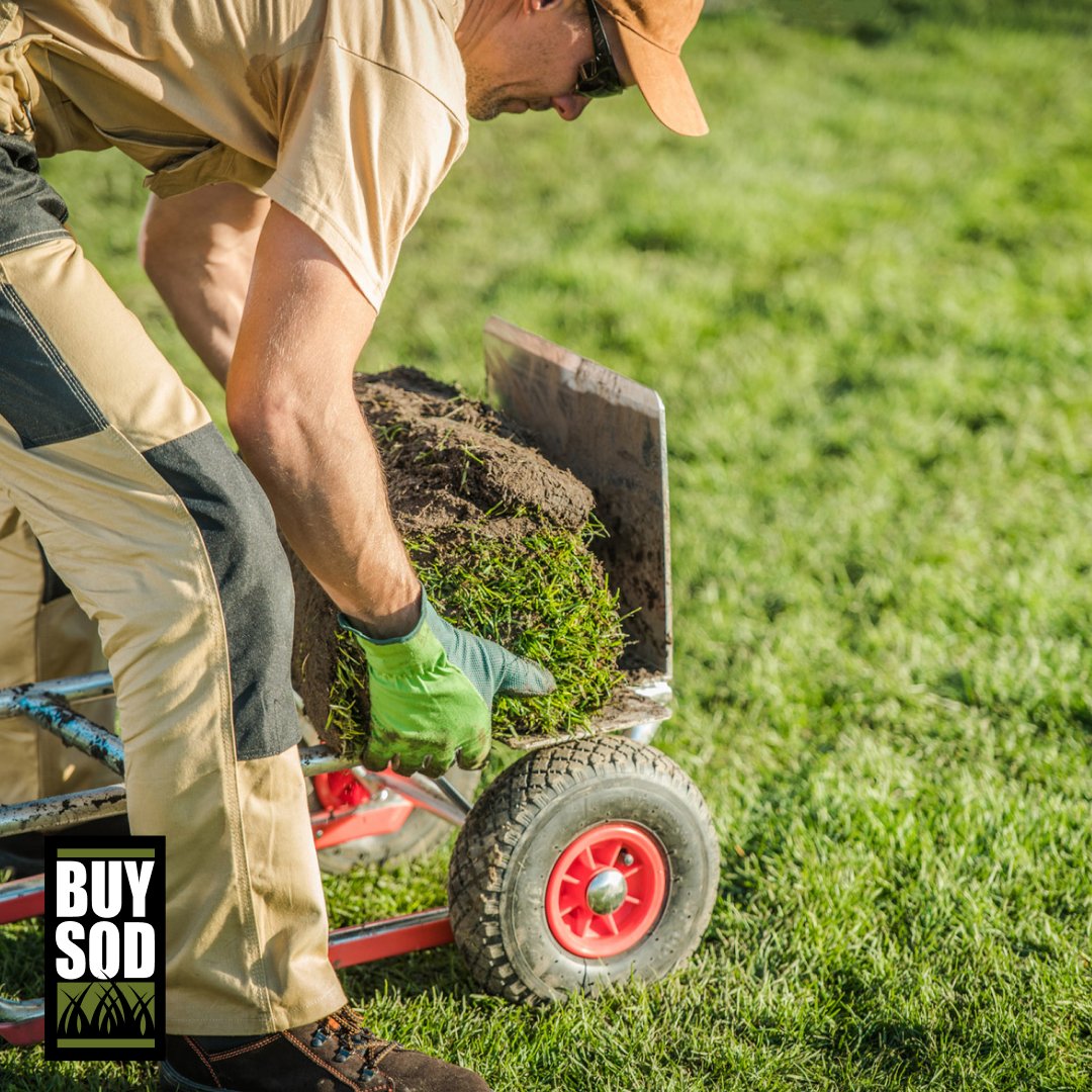 This is the LAST month to get #TifTuf installed! This window will take 7–21 days to root depending on the weather. Contact us today about getting your lawn or #turf project ready for that early spring green-up. At <a href="/CarolinasGCSA/">Carolinas GCSA</a>? Stop by Booth 3117! #CarolinasShow2021 #golfcourse