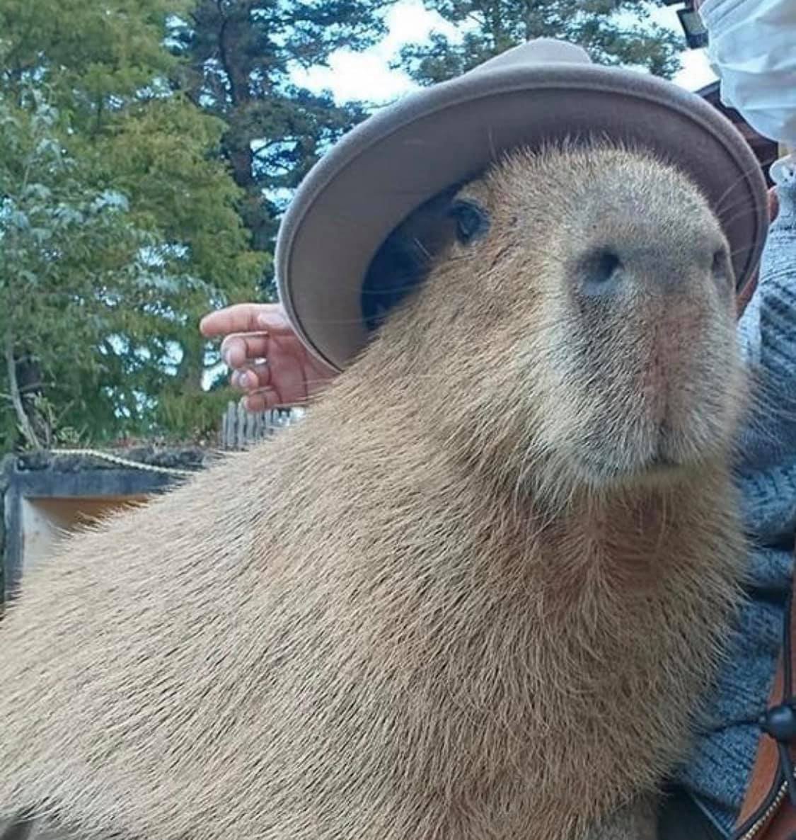 Os vídeos de capivara agiota (@capivara_agiota2554) com som