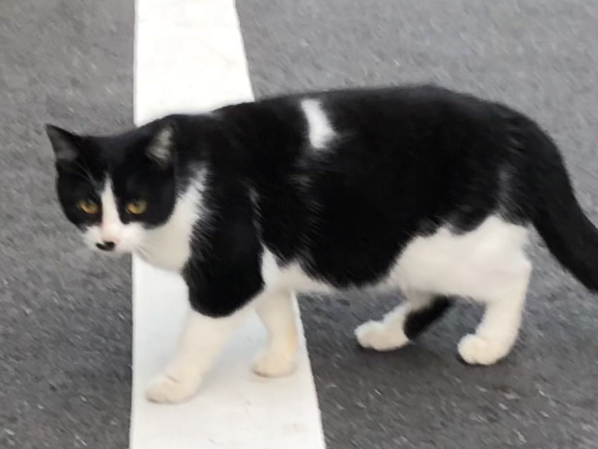 HIROMORITATOKYO's tweet photo. 朝猫
目の前を横切っていった
#gato #chat #mao #kazte #kedi #고양이 #বিড়াল #बिल्ली #猫 #Кот #قط #Kat #Katt #Paka #แมว #Kissa #ねこったー #catstagram https://t.co/CpSLtfgU9x